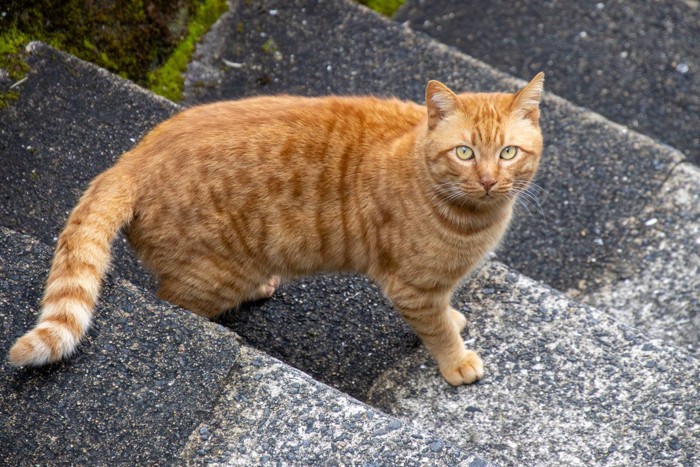 階段の途中でこちらを見る猫