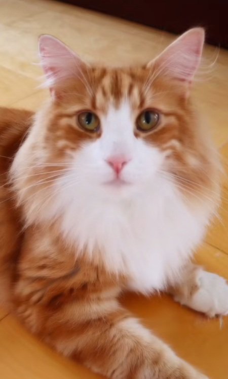 正面を見ているノルウェージャンフォレストキャット