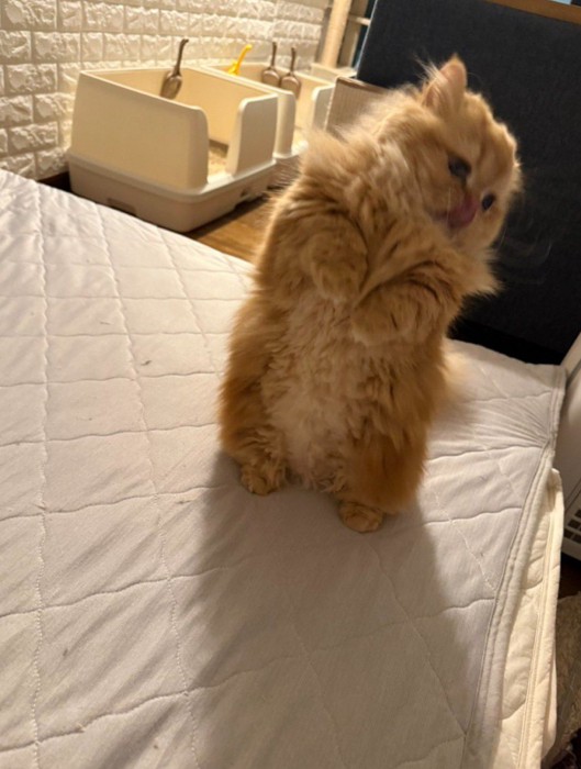立ち上がり舌を出す猫