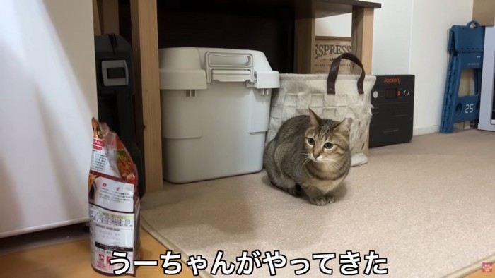 テロップ「うーちゃんが～」