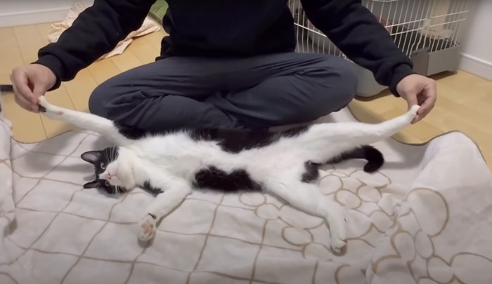 手足を左右に引っ張られる猫