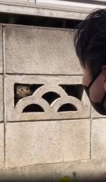 塀から顔を出す子猫