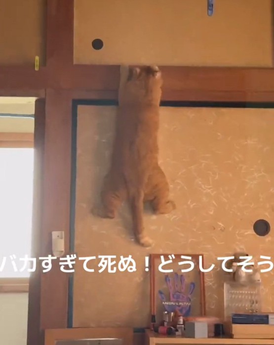 掴まる猫