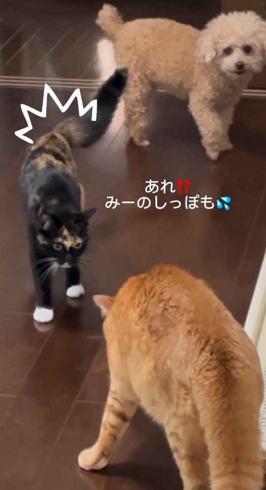 尻尾を膨らませて茶トラ猫に近づく三毛猫