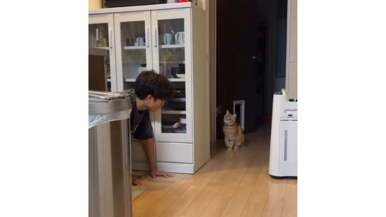 隠れている猫