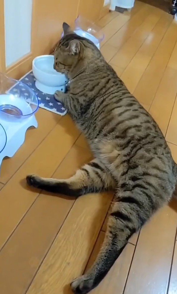 水を飲むトロロくん