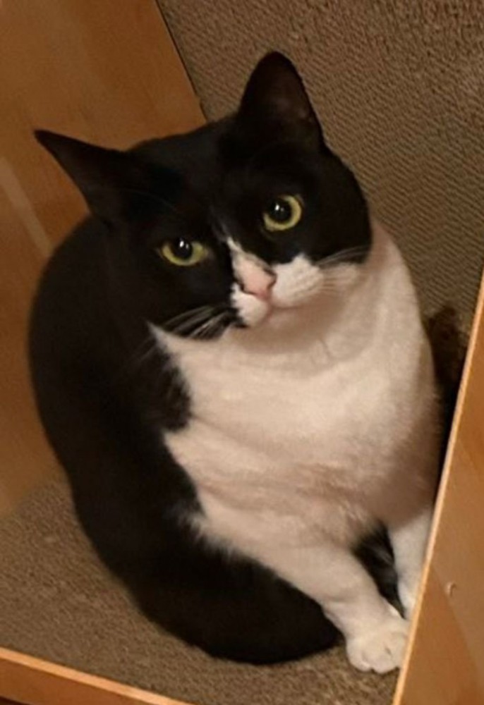 黒白ハチワレ猫金ちゃんのアップ