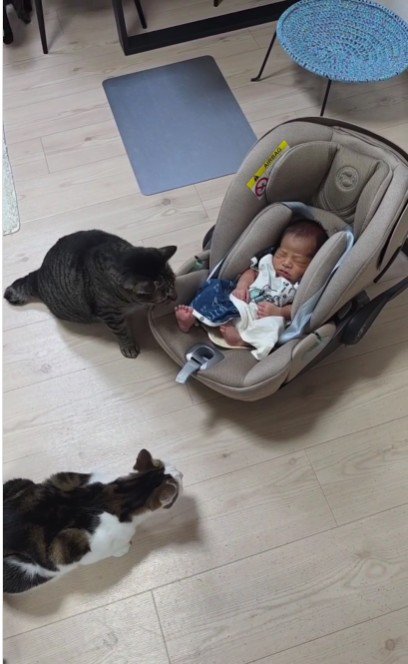 赤ちゃんと2匹の猫