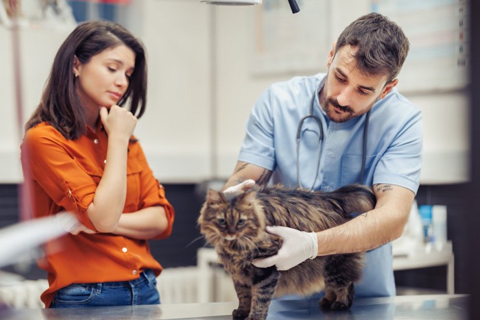 猫と獣医師と飼い主