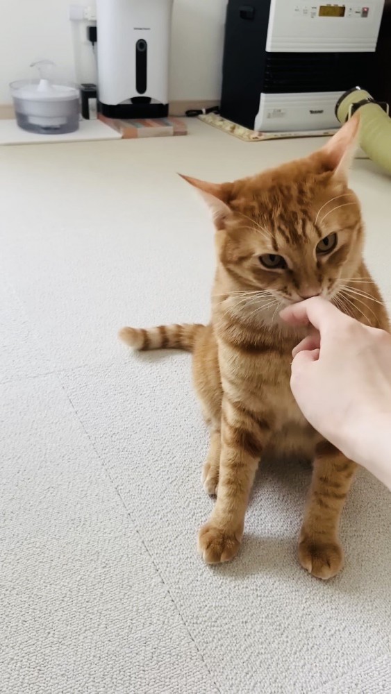 ママの指を舐める茶トラ猫