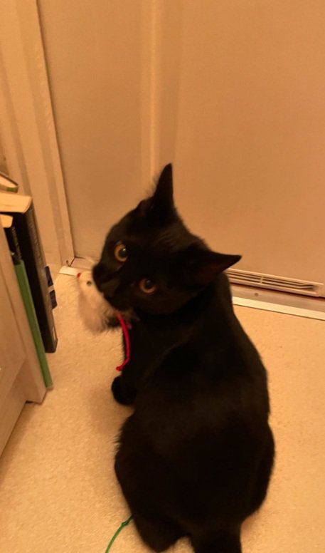 ぬいぐるみを咥えるみーてぃちゃん