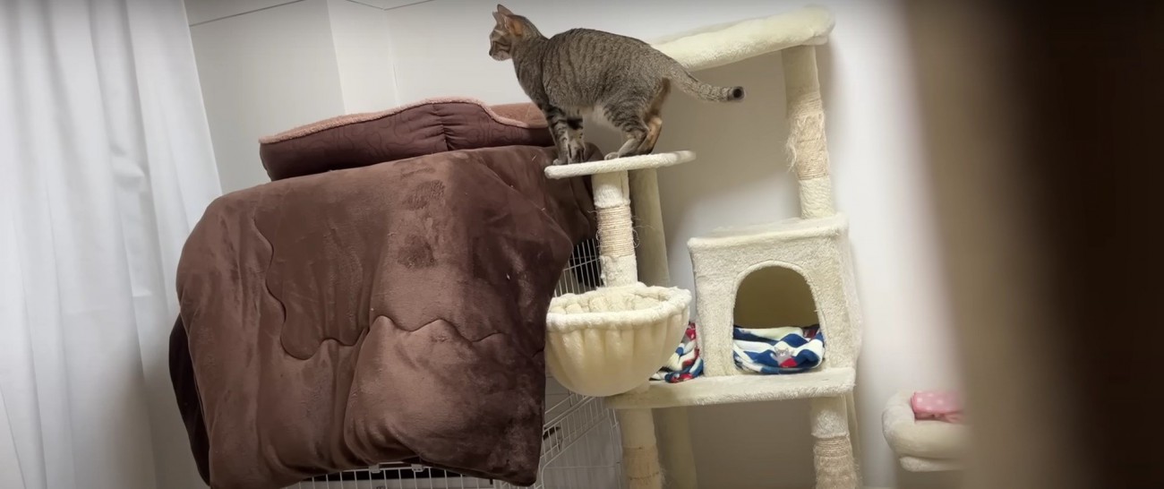 キャットタワーの上にいる猫