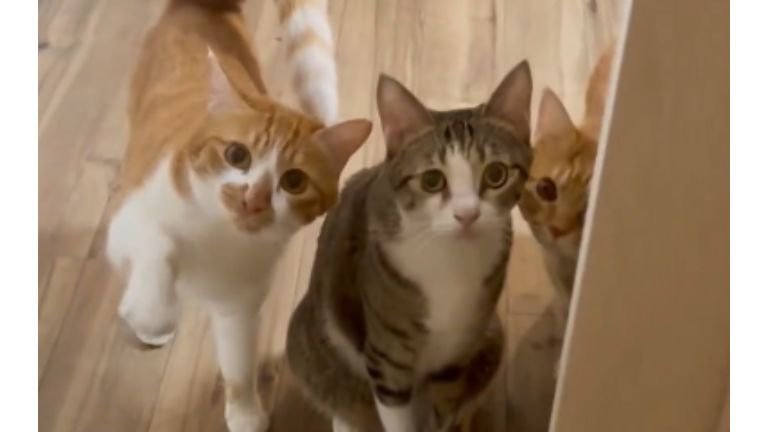 ドア前にいる猫