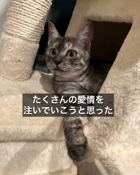 キャットタワーから顔を出す猫