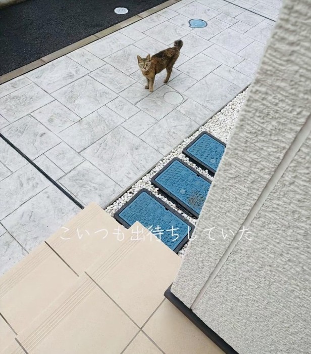 家の前で飼い主さんを出待ちするキジトラ猫