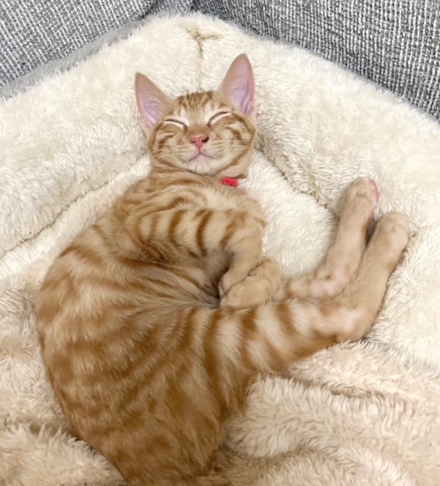 変な姿で眠る猫