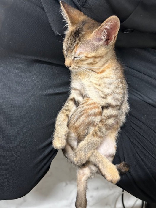 足を組んで眠る子猫