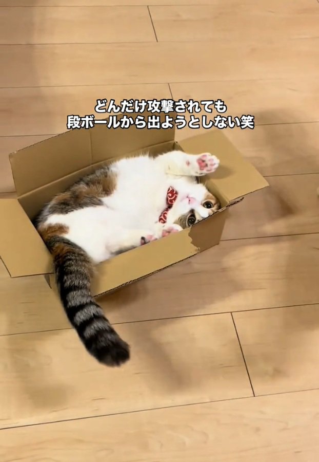 寝転がるぽんずちゃん