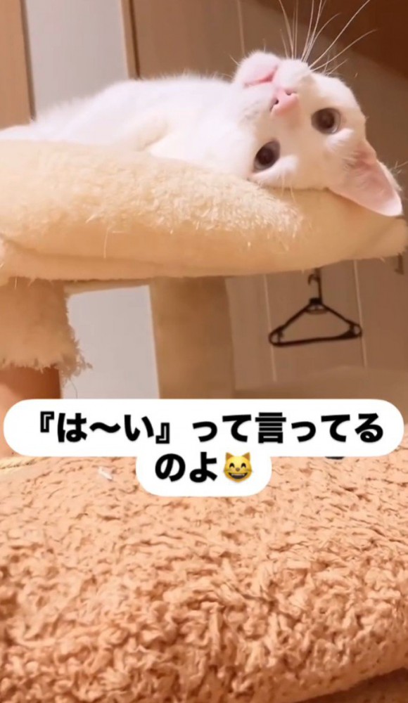 黒の文字、さかさまの顔の猫