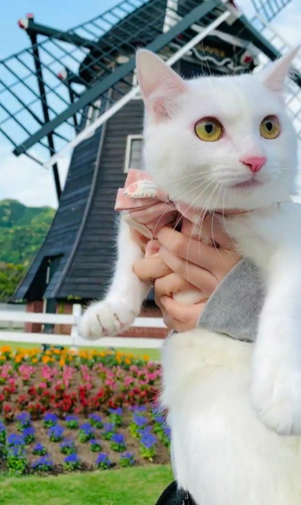 お出かけを楽しむ白猫