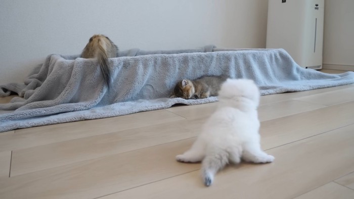 後ろ足が伸びる子猫