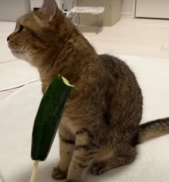 右側を向く猫の全身