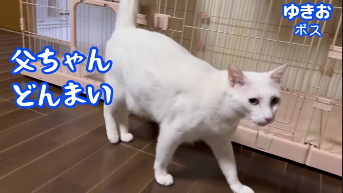 父ちゃんどんまい