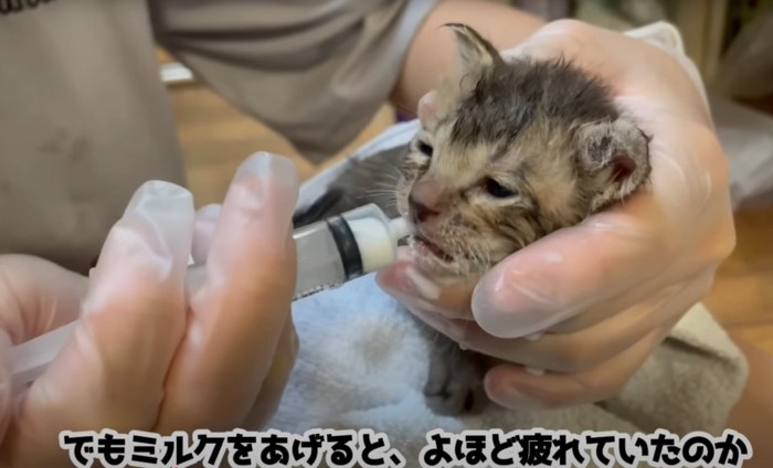 ミルクを飲む子猫