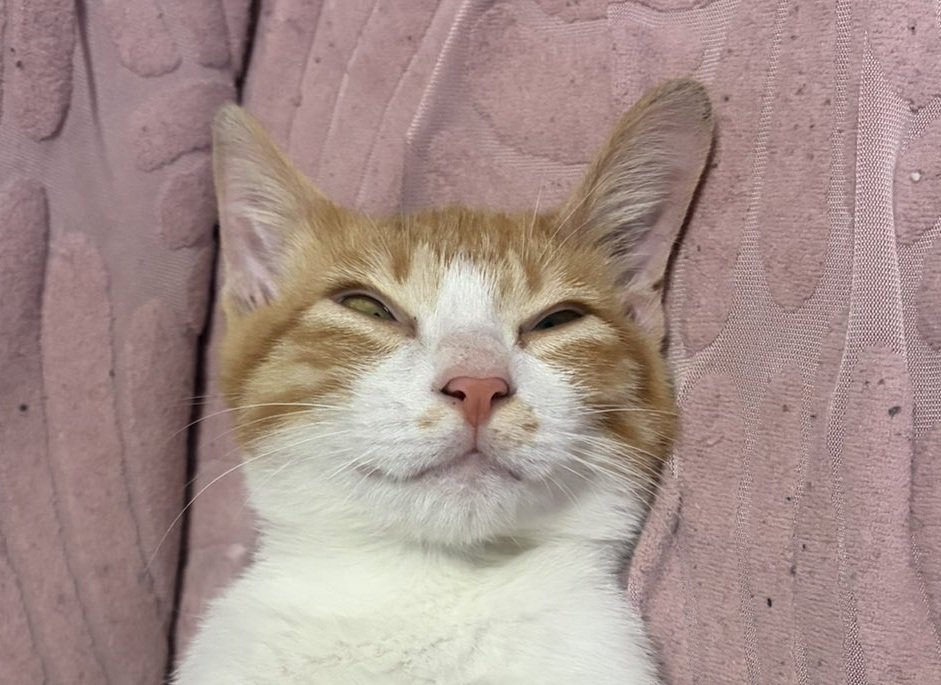 寝ている猫の顔
