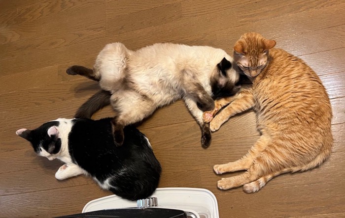 ストーブを囲む猫たち