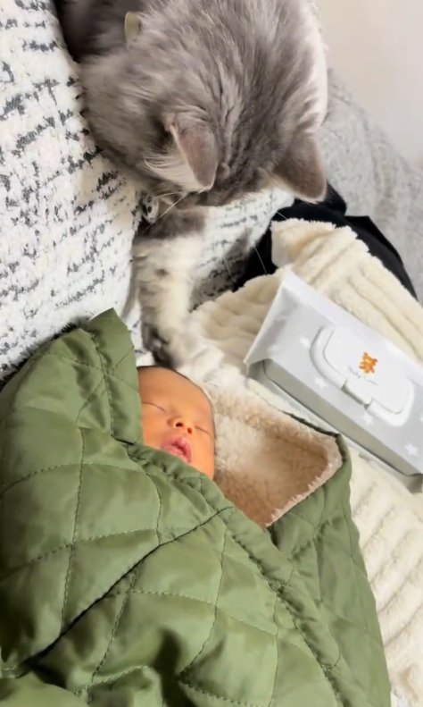 寝ている赤ちゃんの頭に触る猫