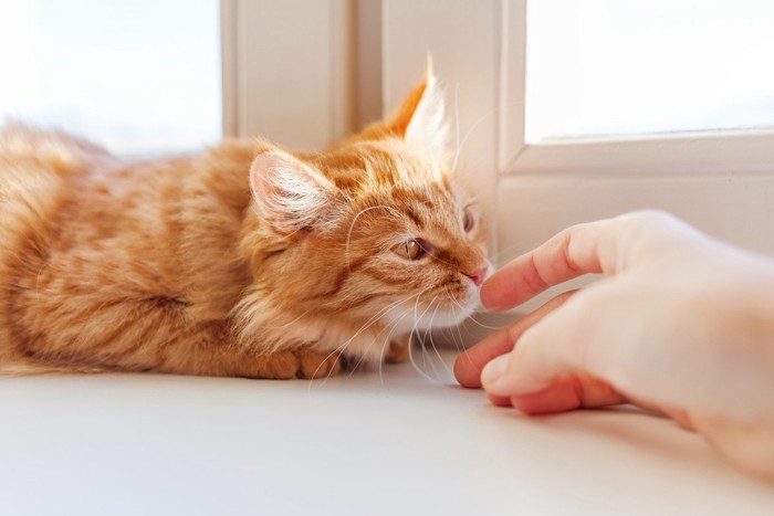 指先のにおいを確認する猫