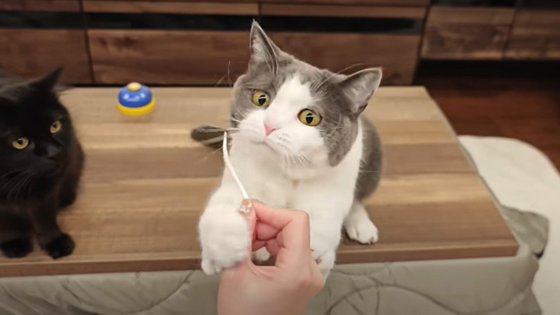 オヤツに飛びつく猫