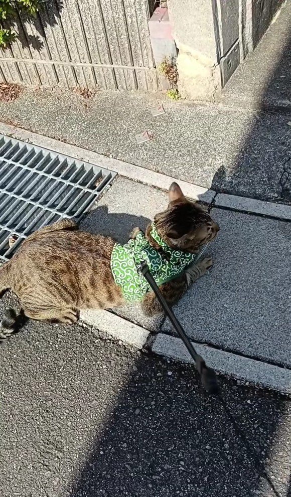 散歩をするトロロくん