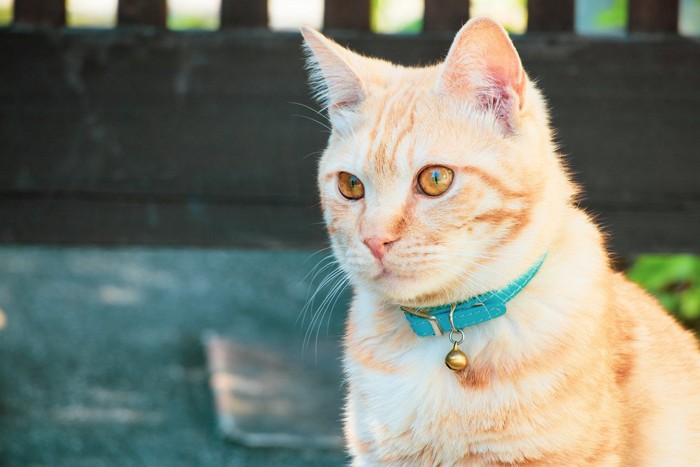 青い首輪の猫