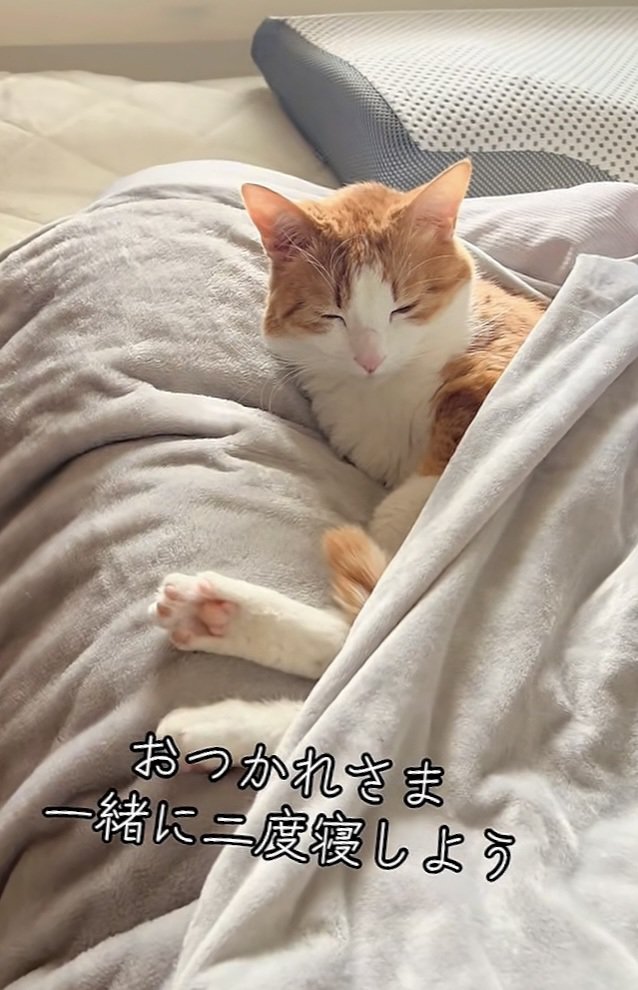 布団で寝る茶白猫