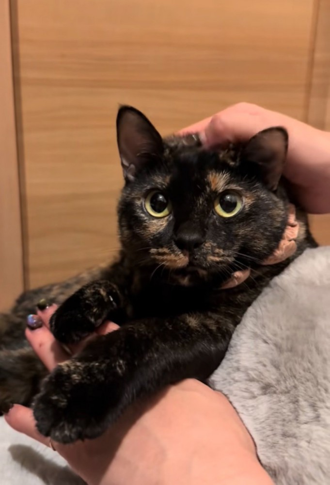 撫でてもらう猫