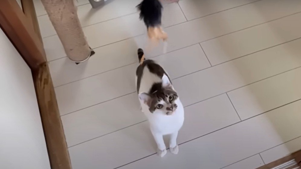 おもちゃに飛びつこうとする猫