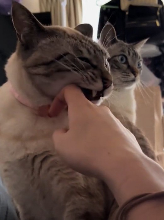 虚無顔になる猫