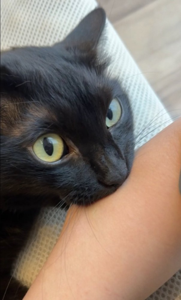 人の腕を噛む黒猫のアップ