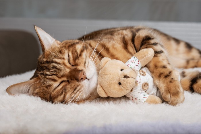 ぬいぐるみを抱えて寝る猫
