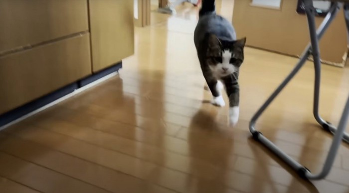 こちらに走ってくる猫