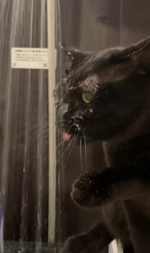 シャワーに向かって舌を出している顔が濡れた黒猫