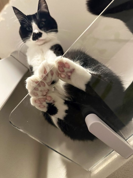 黒白のハチワレ猫がキャットステップに乗る様子