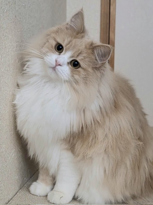 小首を傾げる猫