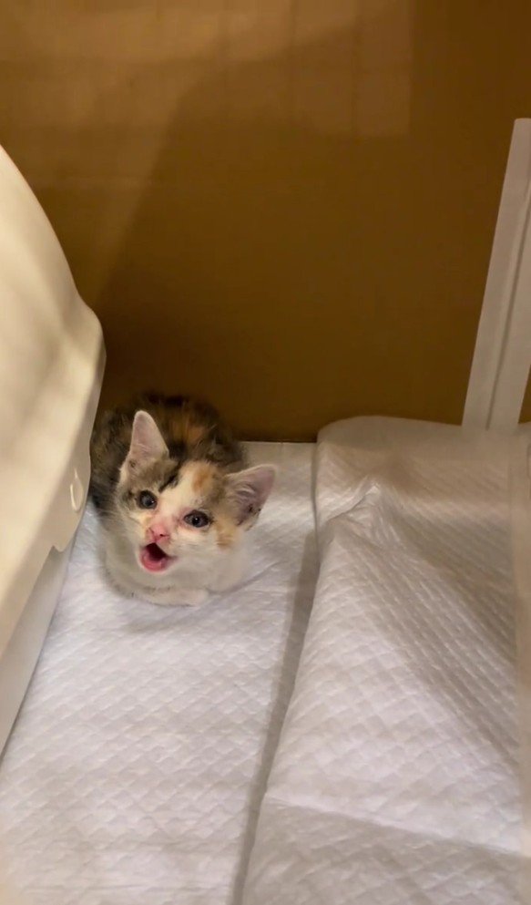 鳴いている子猫
