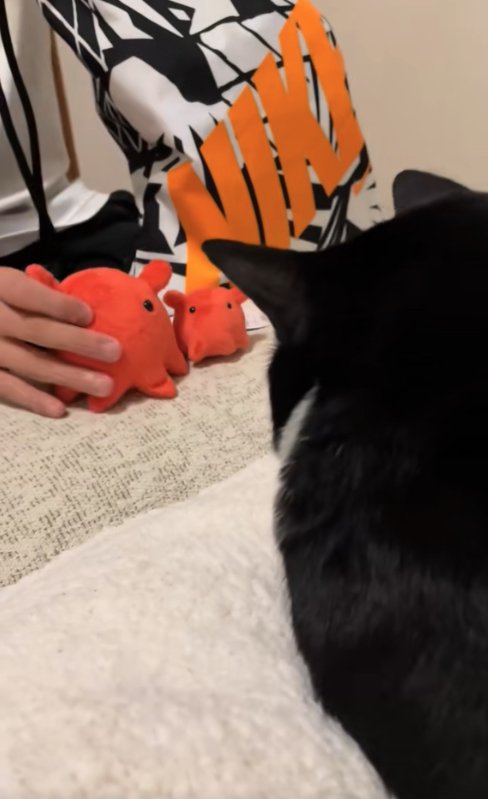 目の前に2つぬいぐるみを置かれた猫の後ろ姿