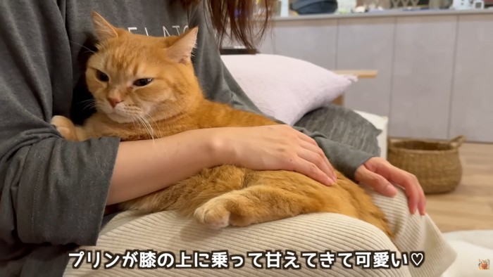 テロップ「プリンが膝の上に～」