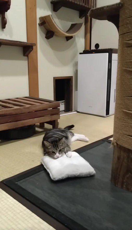 枕にあごをのせる猫