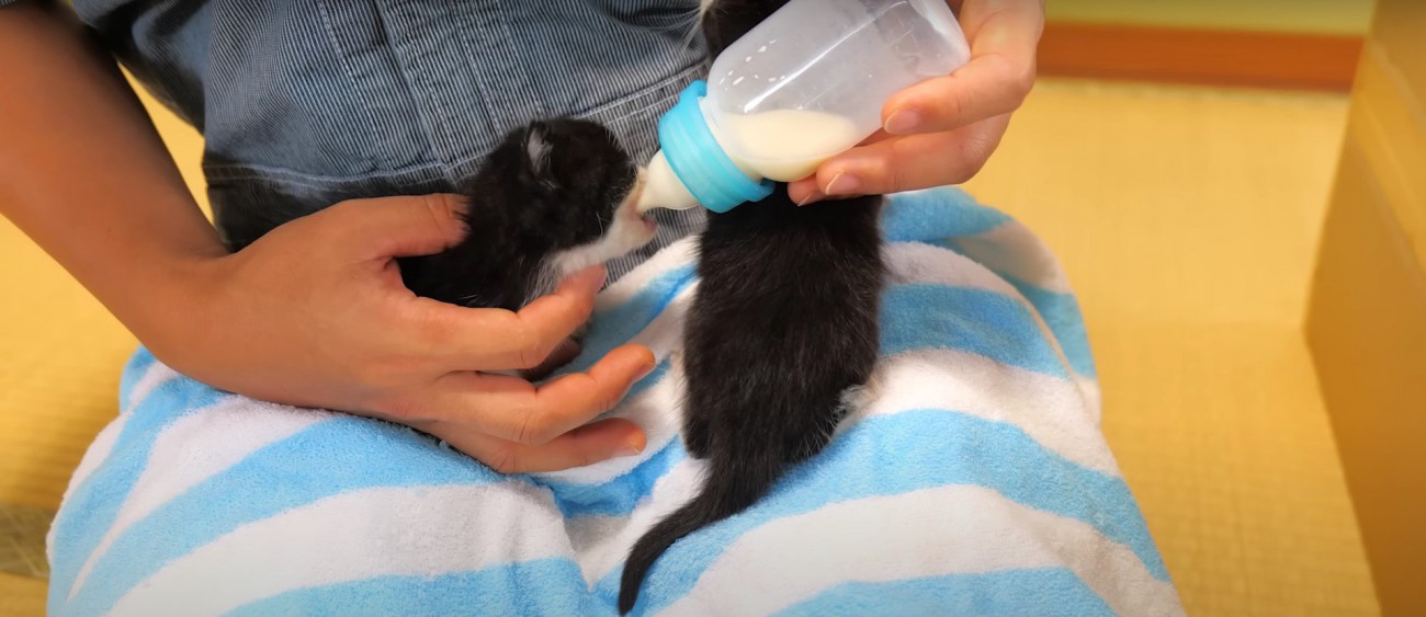 ミルクを飲む2匹の子猫